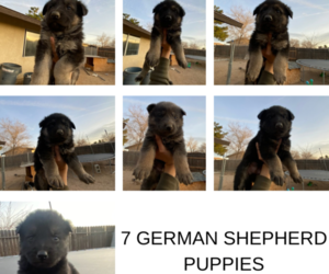 German Shepherd Dog-Unknown Mix Puppy for sale in VICTORVILLE, CA, USA
