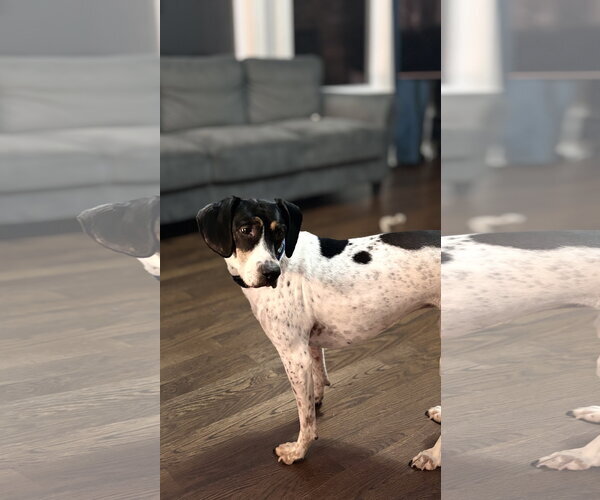 Medium Photo #8 American Foxhound-Beagle Mix Puppy For Sale in Holly Springs, NC, USA