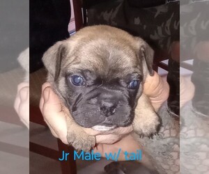 Frenchie Pug Puppy for sale in URBANA, MO, USA