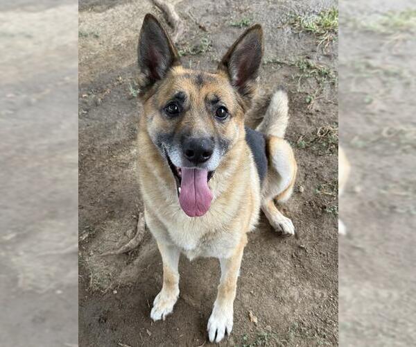 Medium Photo #3 German Shepherd Dog Puppy For Sale in Riverside, CA, USA