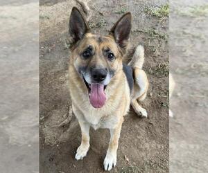 JOSE - Male German Shepherd Dog Dog for Adoption - Photo #3