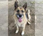 Small Photo #3 German Shepherd Dog Puppy For Sale in Riverside, CA, USA