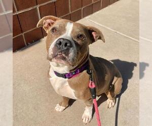 Mutt Dogs for adoption in Aurora, CO, USA
