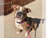 STELLA - Female Mutt Dog for Adoption - Small photo