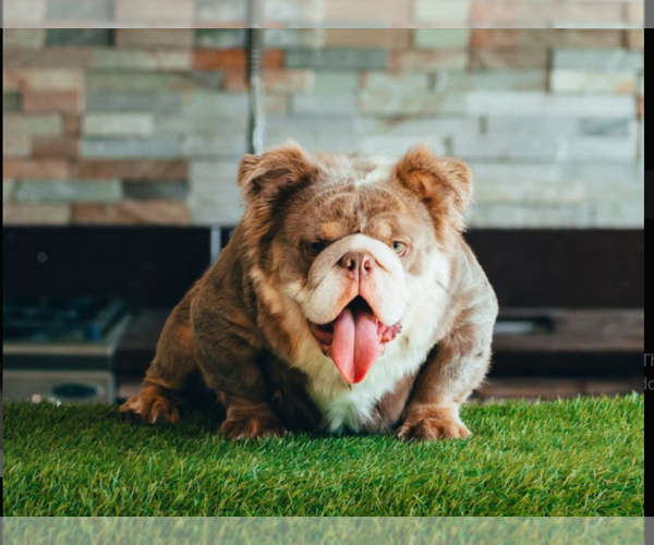 Medium Photo #1 English Bulldog Puppy For Sale in CHARLOTTE, NC, USA