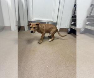 Labrador Retriever-Unknown Mix Dogs for adoption in Norco, CA, USA