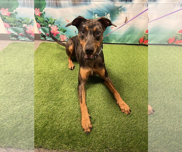Medium Photo #3 Catahoula Leopard Dog-Doberman Pinscher Mix Puppy For Sale in Euless, TX, USA