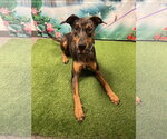 Small #2 Catahoula Leopard Dog-Doberman Pinscher Mix
