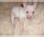 Small #7 Chihuahua