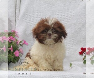 Shih Tzu Puppy for sale in RISING SUN, MD, USA