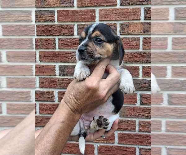 Medium Photo #8 Beagle Puppy For Sale in BLAIRSVILLE, GA, USA