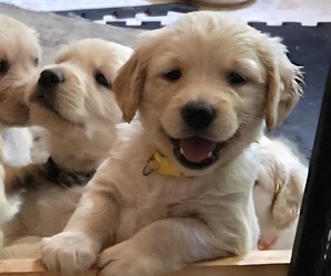 Golden Retriever Puppy for sale in EUGENE, OR, USA