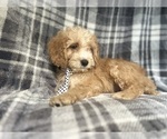 Small #4 Cockapoo
