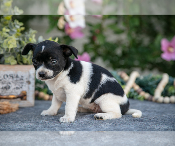 Medium Photo #3 Chihuahua Puppy For Sale in MONROE, IN, USA