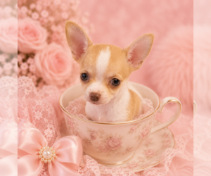 Chihuahua Puppy for sale in SHORT HILLS, NJ, USA