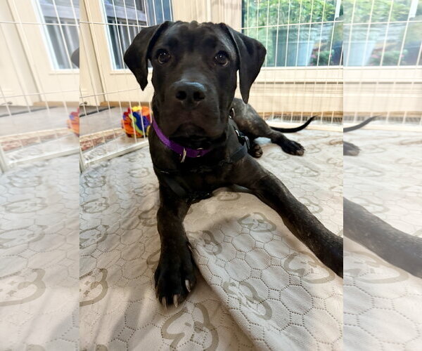 Medium Photo #2 Great Dane-Unknown Mix Puppy For Sale in Ball Ground, GA, USA