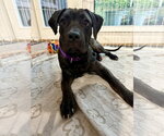 Small Photo #2 Great Dane-Unknown Mix Puppy For Sale in Ball Ground, GA, USA