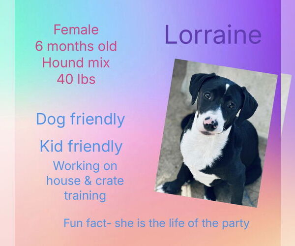 Medium Photo #1 Mutt Puppy For Sale in New Oxford , PA, USA