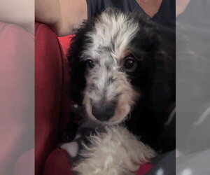 Charles - Male Bernese Mountain Dog-Poodle (Miniature) Mix Dog for Adoption - Photo #2