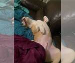 Small #2 American Pit Bull Terrier