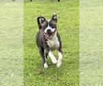 Small #7 American Pit Bull Terrier