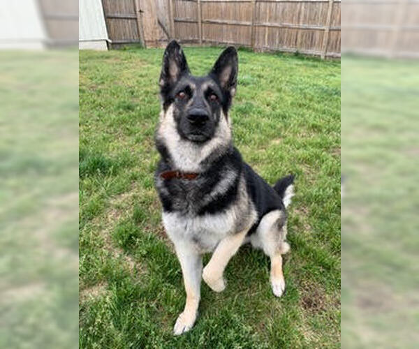 Medium Photo #5 German Shepherd Dog Puppy For Sale in Kansas City, MO, USA