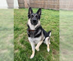 Small #4 German Shepherd Dog