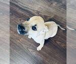 Small #14 Rat Terrier Mix