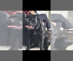 Small Photo #1 Cane Corso Puppy For Sale in HIGHLAND HEIGHTS, OH, USA