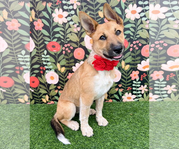 Medium Photo #1 German Shepherd Dog-Unknown Mix Puppy For Sale in Corona, CA, USA