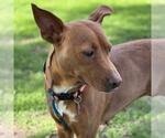 Small #25 Labrador Retriever Mix