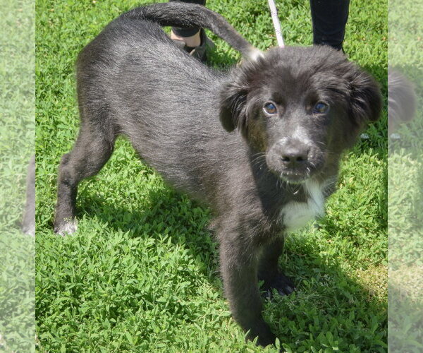 Medium Photo #3 Border Collie-Unknown Mix Puppy For Sale in Huntley, IL, USA