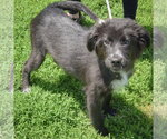 Small #2 Border Collie Mix