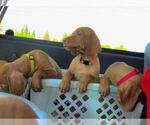 Small Photo #12 Vizsla Puppy For Sale in VACAVILLE, CA, USA