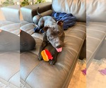 Small #1 American Staffordshire Terrier-Labrador Retriever Mix
