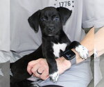 Small Labrador Retriever Mix