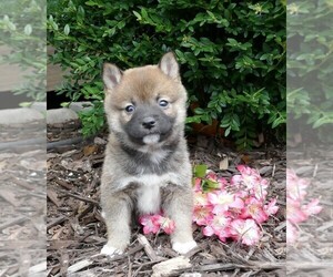 Shiba Inu Puppy for sale in THREE RIVERS, MI, USA