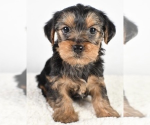 Yorkshire Terrier Puppy for sale in LOWELL, MA, USA