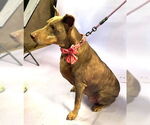 Small #5 Doberman Pinscher