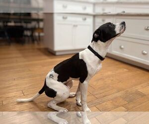 Cooper Lizman - Male Pointer-Unknown Mix Dog for Adoption - Photo #23