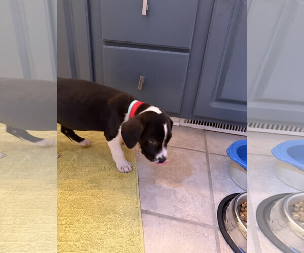 Medium Photo #7 American Staffordshire Terrier-Unknown Mix Puppy For Sale in Holly Springs, NC, USA