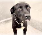 Small #1 American Staffordshire Terrier Mix