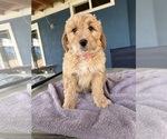 Small Photo #3 Goldendoodle (Miniature) Puppy For Sale in FONTANA, CA, USA
