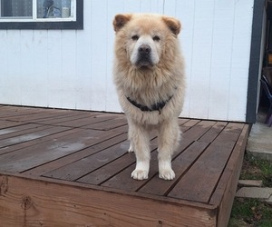 Father of the Chow Chow puppies born on 12/17/2025