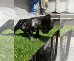 Small Photo #4 French Bulldog Puppy For Sale in DIMONDALE, MI, USA