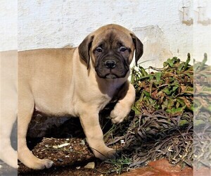 Bullmastiff Puppy for sale in GREENBANK, PA, USA