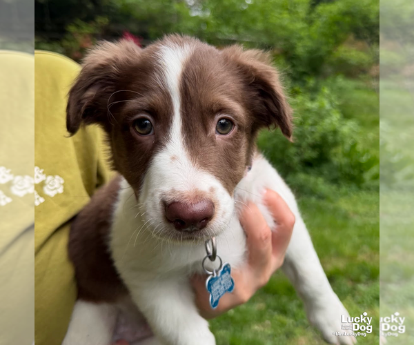 Medium Photo #3 Border Collie-Unknown Mix Puppy For Sale in Washington, DC, USA