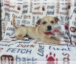 Chihuahua Puppy for sale in LAKELAND, FL, USA
