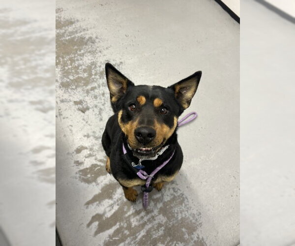 Medium Photo #1 Rottweiler Puppy For Sale in Chandler, AZ, USA