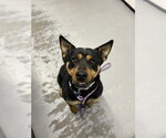 Small Rottweiler